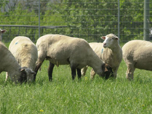 Schafe im Bundesamt für Risikobewertung Alt-Marienfelde © BfR für Tempelhofer Nachrichten 2013